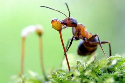 Уничтожение муравьев Жуковский
